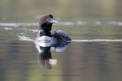 Common Loon - Gavia immer