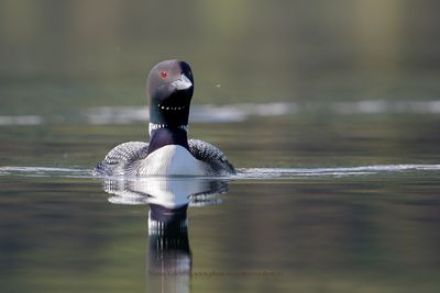 Common Loon - Gavia immer