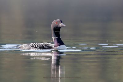 Common Loon - Gavia immer