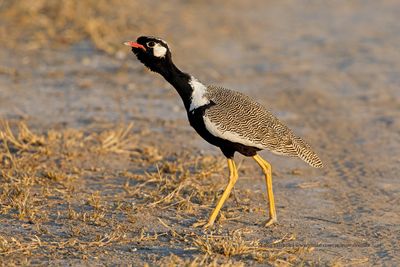 Northern Black korhann - Afrotis afraoides