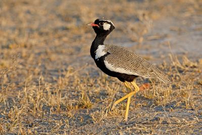 Northern Black korhann - Afrotis afraoides