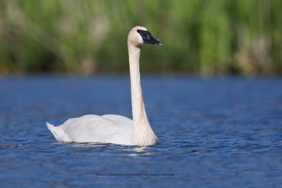 Trumpeter Swan - Cygnus buccinator