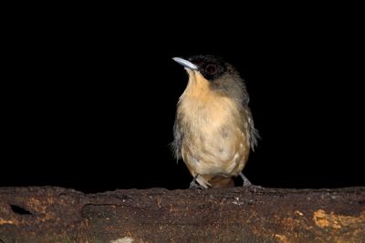 Black-goggled Tanager - Trichothraupis melanopis