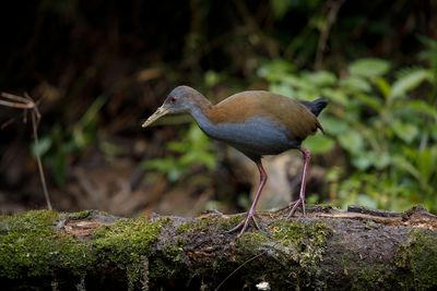 Slaty-breasted Wood rail - Aramides saracura