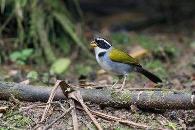 Half-collared Sparrow - Arremon semitorquatus