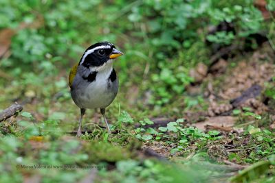 Half-collared Sparrow - Arremon semitorquatus