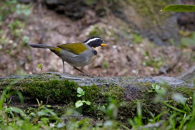 Half-collared Sparrow - Arremon semitorquatus