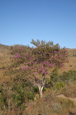 BRA50522 copia.jpg
