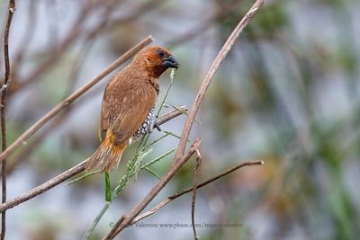 Scaly-breasted Munia - Lonchura punctulata