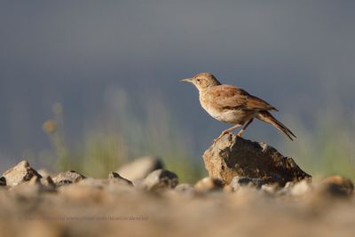 Eastern Long-billed lark - Certhilauda semitorquata