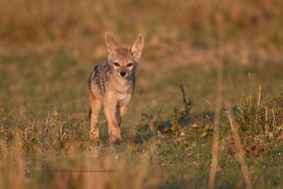 Black-backed Jackal - Canis mesomelas