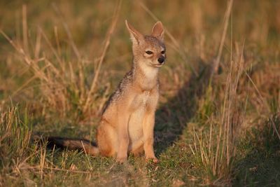 Black-backed Jackal - Canis mesomelas