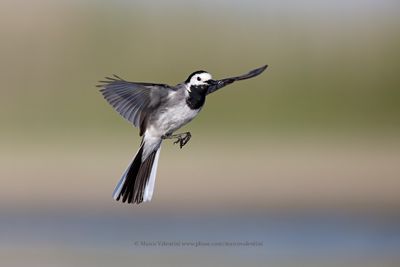 White wagtail - Motacilla alba