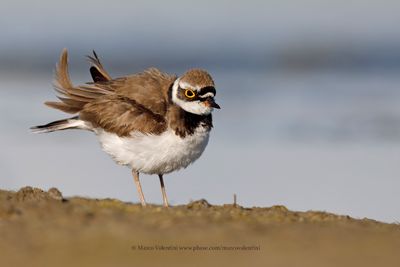 Ringed plover - Charadrius dubius