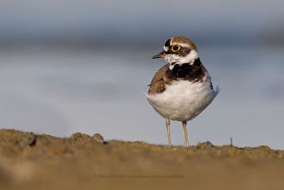 Ringed plover - Charadrius dubius