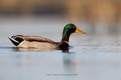 Mallard - Anas plathyrynchos