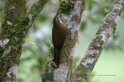 Planalto Woodcreeper - Dendrocolaptes platyrostris