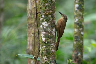 Planalto Woodcreeper - Dendrocolaptes platyrostris