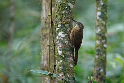 Planalto Woodcreeper - Dendrocolaptes platyrostris