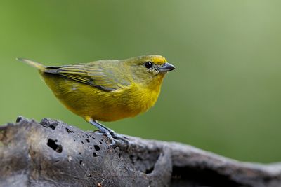 Violaceous Euphonia - Euphonia violacea