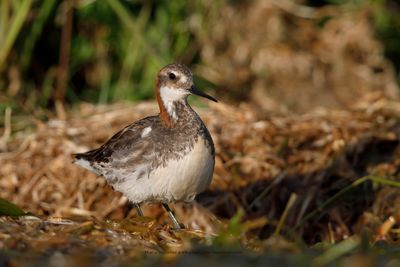 Red-necked Phalarope - Phalaropus lobatus