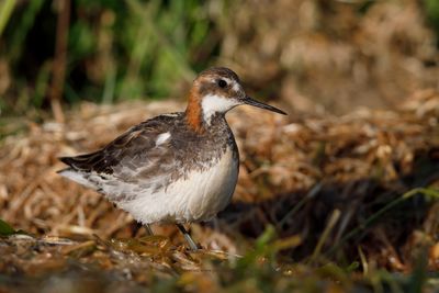 Red-necked Phalarope - Phalaropus lobatus