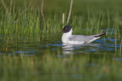 Bonaparte's Gull - Larus philadelphia