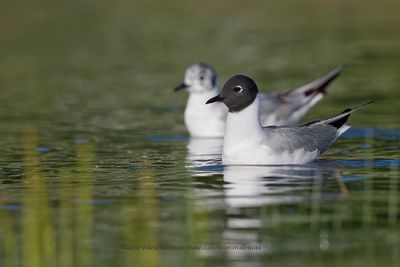 Bonaparte's Gull - Larus philadelphia