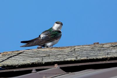 Violet-green Swallow - Tachycineta thalassina