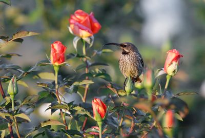 Amethyst Sunbird - Chalcomitra amethystina