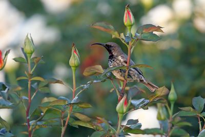Amethyst Sunbird - Chalcomitra amethystina