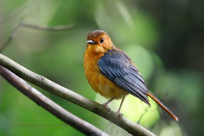 Red-capped Robin-chat - Cossipha natalensis