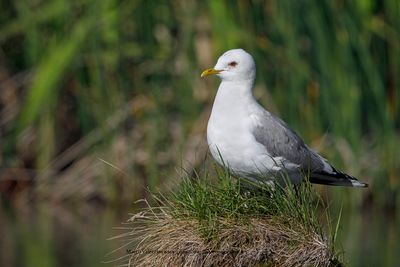 Short-billed Gull - Larus brachyrhynchus