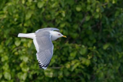 Short-billed Gull - Larus brachyrhynchus