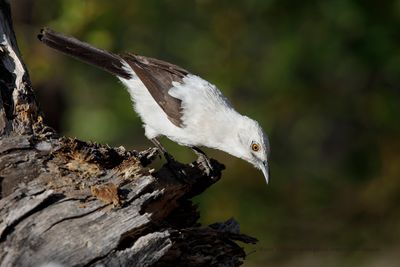 Southern Pied Babbler - Turdoides bicolor