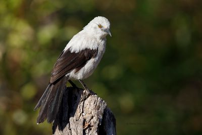 Southern Pied Babbler - Turdoides bicolor