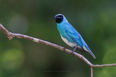 Swallow tanager - Tersina viridis