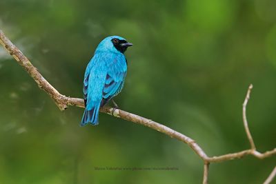 Swallow tanager - Tersina viridis