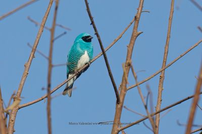 Swallow tanager - Tersina viridis