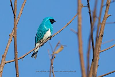 Swallow tanager - Tersina viridis