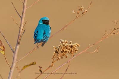 Swallow tanager - Tersina viridis