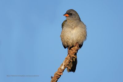 Great pampa-finch - Embernagra platensis