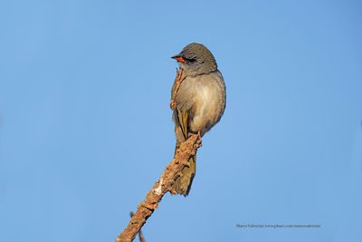 Great pampa-finch - Embernagra platensis
