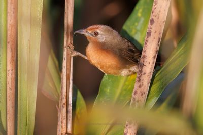 Orange-brested Thornbird - Phacellodomus ferrugineigula