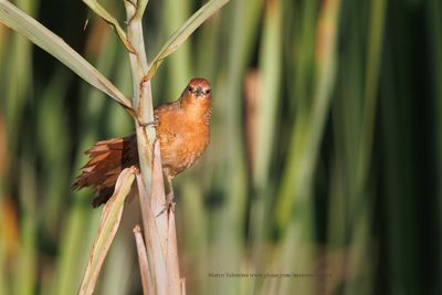 Orange-brested Thornbird - Phacellodomus ferrugineigula