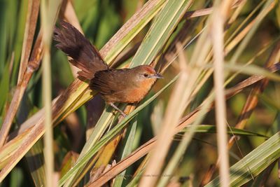 Orange-brested Thornbird - Phacellodomus ferrugineigula