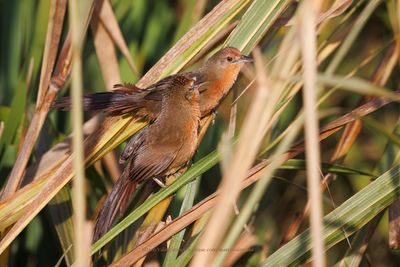 Orange-brested Thornbird - Phacellodomus ferrugineigula