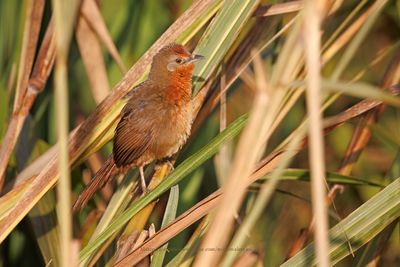 Orange-brested Thornbird - Phacellodomus ferrugineigula