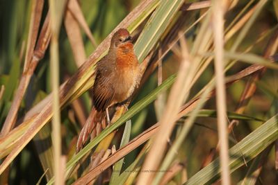 Orange-brested Thornbird - Phacellodomus ferrugineigula