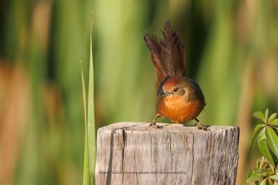 Orange-brested Thornbird - Phacellodomus ferrugineigula